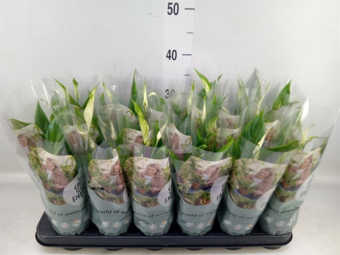 <h4>Spathiphyllum 'Chopin'</h4>