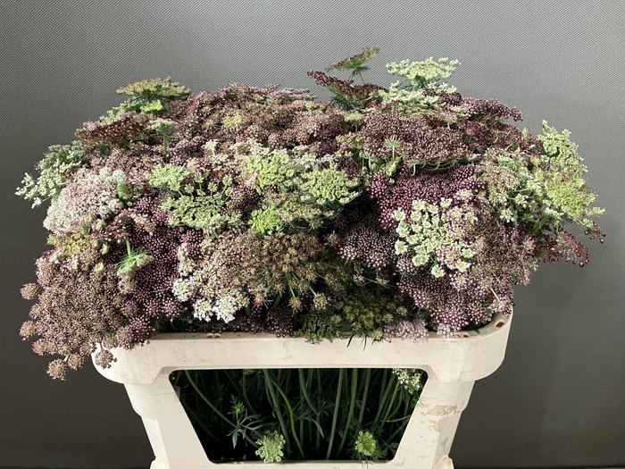 <h4>Daucus Carota Dara</h4>