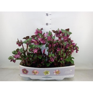 Helleborus  'Fkiss Charmer'