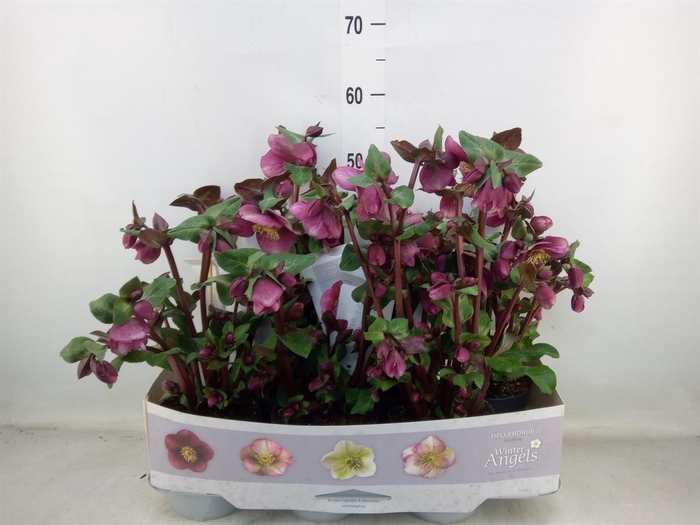 <h4>Helleborus  'Fkiss Charmer'</h4>