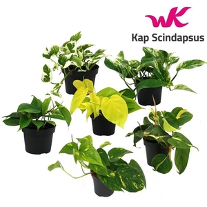 Epipremnum pinnatum gemengd