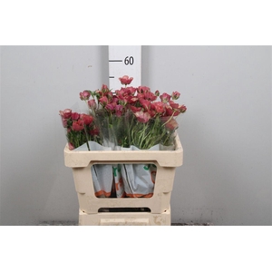 Ran Magical Cinnamon