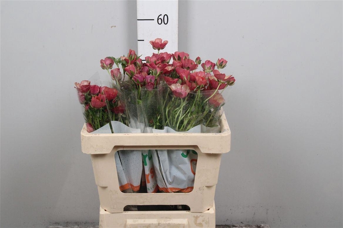 <h4>Ran Magical Cinnamon</h4>