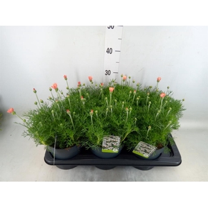 Rhodanthemum hosm. 'Zagora Orange'