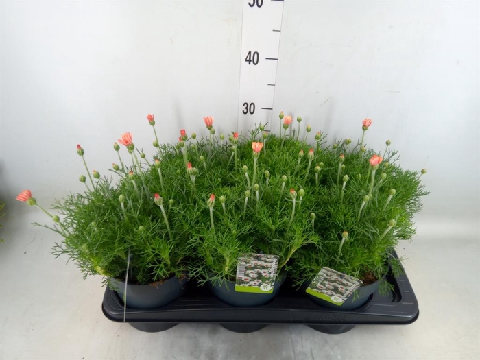 <h4>Rhodanthemum hosm. 'Zagora Orange'</h4>