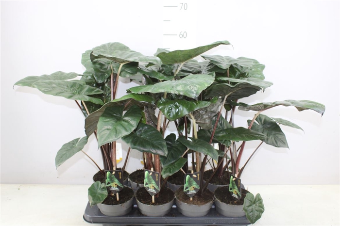 <h4>Alocasia Yucatan Princess A2</h4>