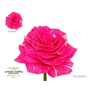 Rosa Premium Pandora