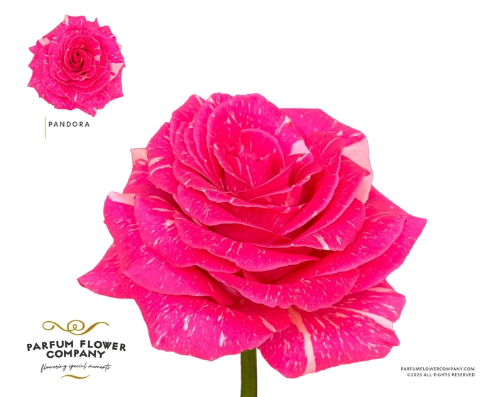 <h4>Rosa Premium Pandora</h4>