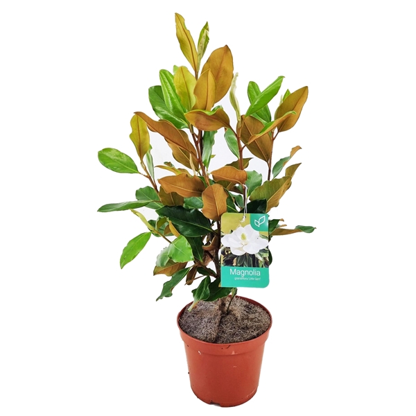 <h4>Magnolia Grandiflora "little gem"</h4>