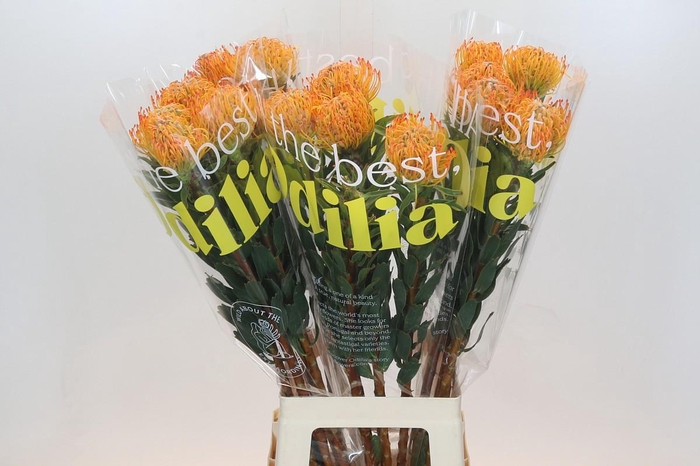 <h4>Nutans Ayoba Sun</h4>