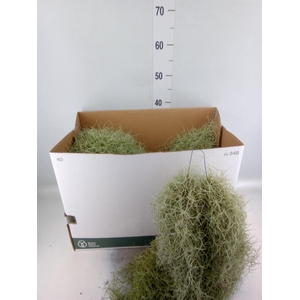 Tillandsia usneoides