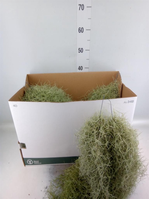 <h4>Tillandsia usneoides</h4>