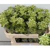 Campanula medium 'Evergreen White'