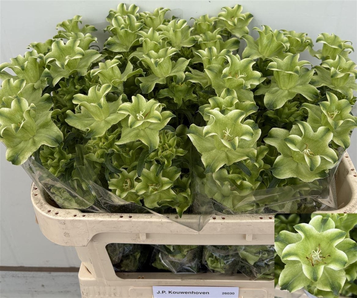 <h4>Camp M Evergreen White</h4>