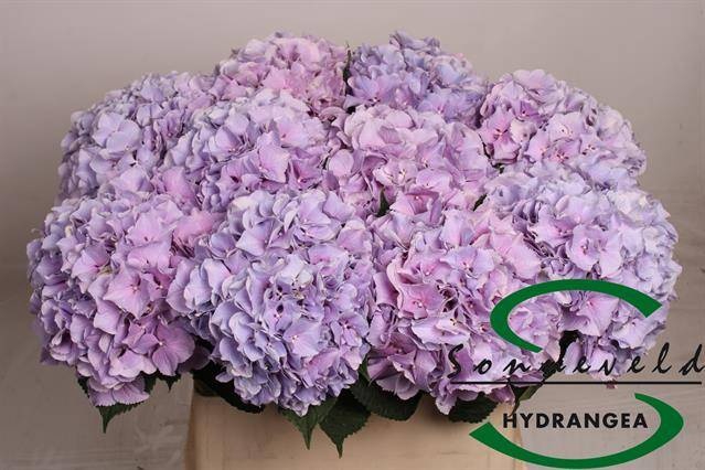 <h4>HYDR M ROYAL BENEFIT</h4>