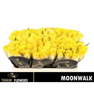 R Gr Moonwalk