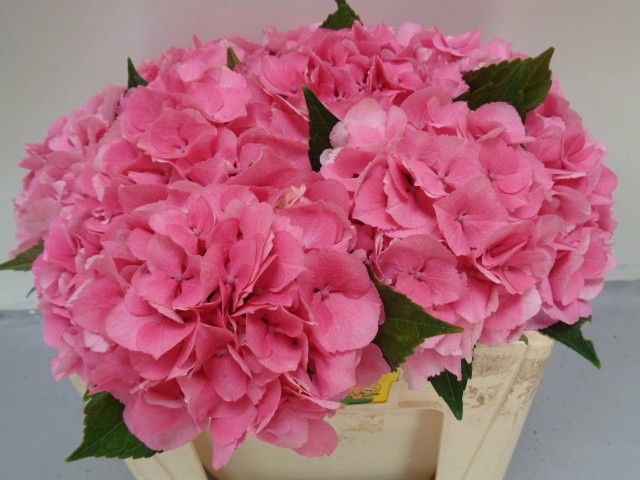 <h4>HYDR M ROYAL LOVE</h4>