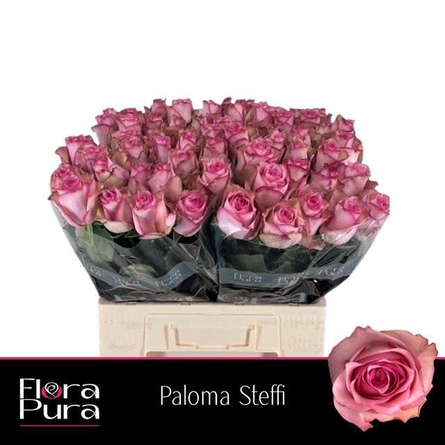 <h4>R GR PALOMA STEFFI</h4>