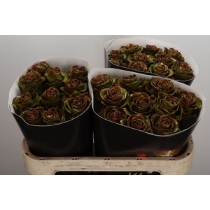 Wax-Rozen Wax Classic Olive