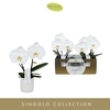 Phalaenopsis wit meer takken