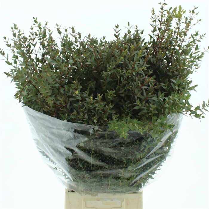 <h4>Euca Parvifolia 300 Gram</h4>