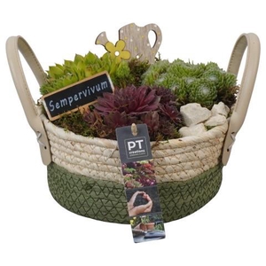 PTS7398 Arrangement Sempervivum in rieten mand