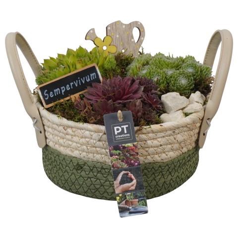 <h4>PTS7398 Arrangement Sempervivum in rieten mand</h4>