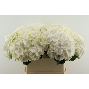Hydr M White Verena 80-23