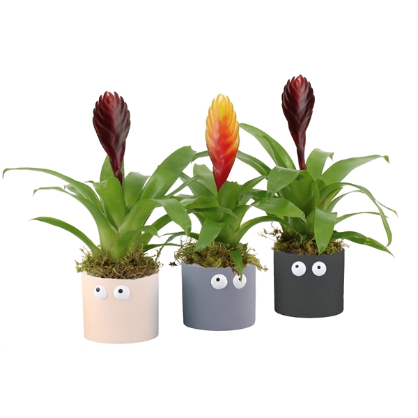<h4>Arrangementen kamerplanten 6%</h4>