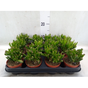 Crassula ovata 'Horn Tree'
