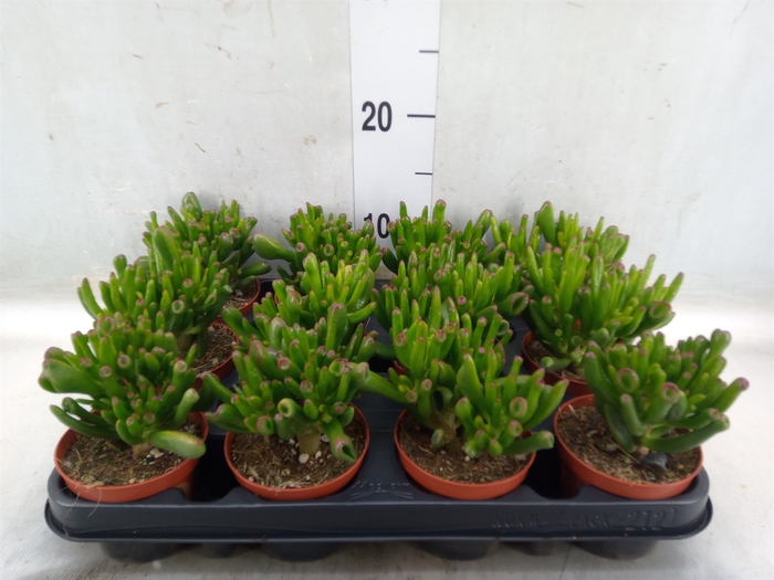 <h4>Crassula ovata 'Horn Tree'</h4>