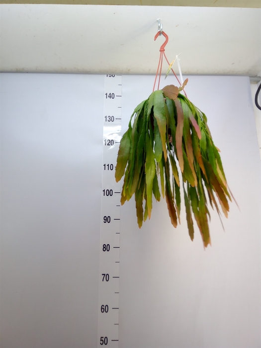 <h4>Pseudorhipsalis ramulosa</h4>