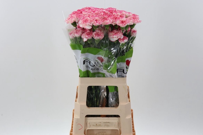 <h4>Dianthus ST 'Komachi'</h4>