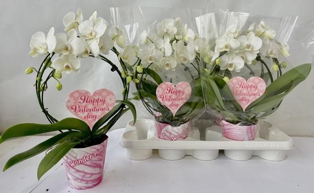 <h4>PHAL OV WIT</h4>