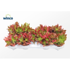 Crassula Capitella Campfire (Red)