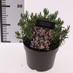 Andromeda polifolia 'Blue Ice'