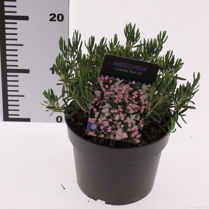 <h4>Andromeda polifolia 'Blue Ice'</h4>