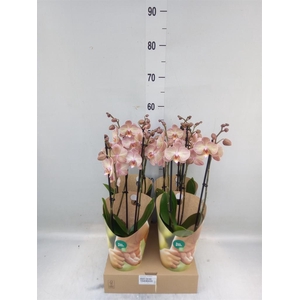 Phalaenopsis  'Ant Varese'