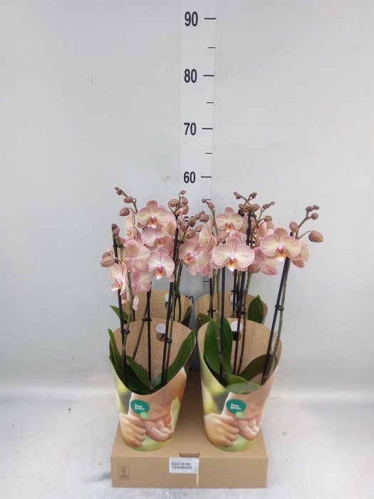<h4>Phalaenopsis  'Ant Varese'</h4>