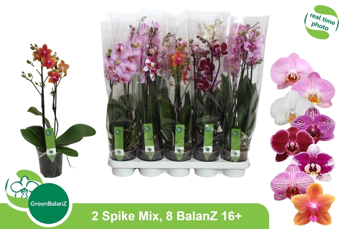 <h4>PHAL GEM 8 KL</h4>