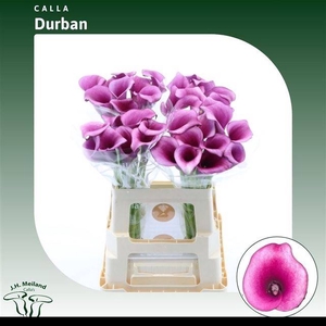 ZANT DURBAN