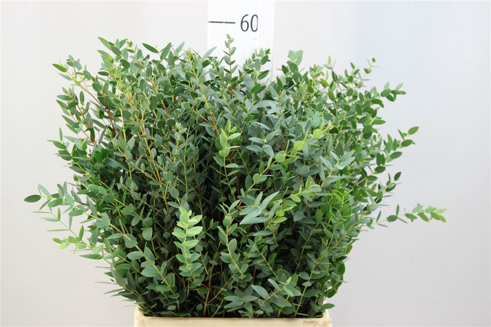 <h4>Euca Parvifolia Kort</h4>