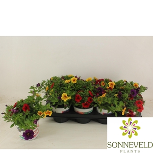 Confetti Garden Hawaiian Nani Hilo blauw rood ORANJE