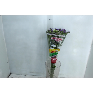 LIMONIUM DEEP LAVANDER 080 CM LILAS