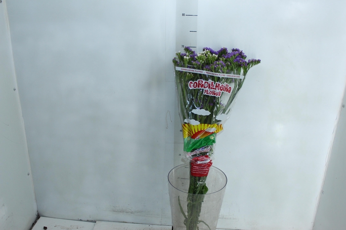 <h4>LIMONIUM DEEP LAVANDER 080 CM LILAS</h4>