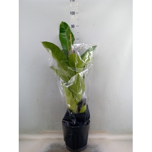 Ficus benghalensis 'Roy'
