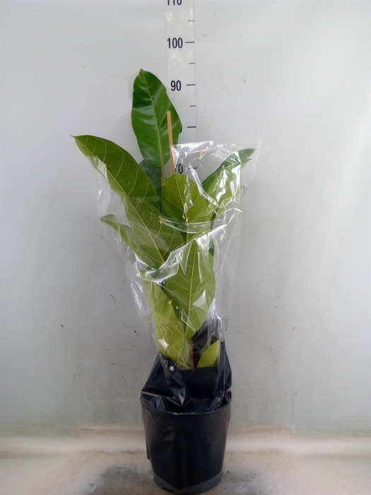 <h4>Ficus benghalensis 'Roy'</h4>