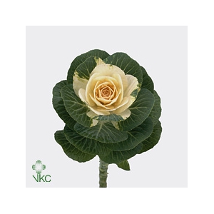 Brassica White Crane