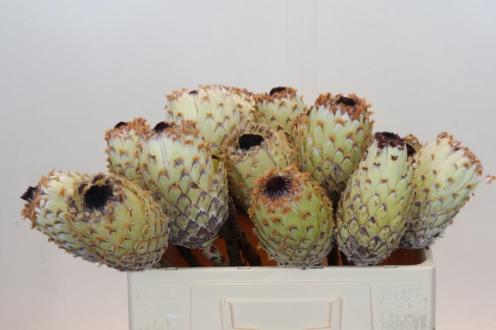 <h4>Protea Barbigera White No leaves</h4>