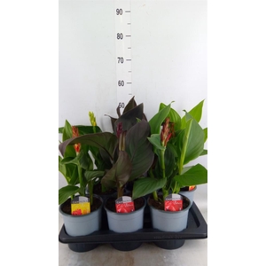 Canna  'Cannova'   ...mix